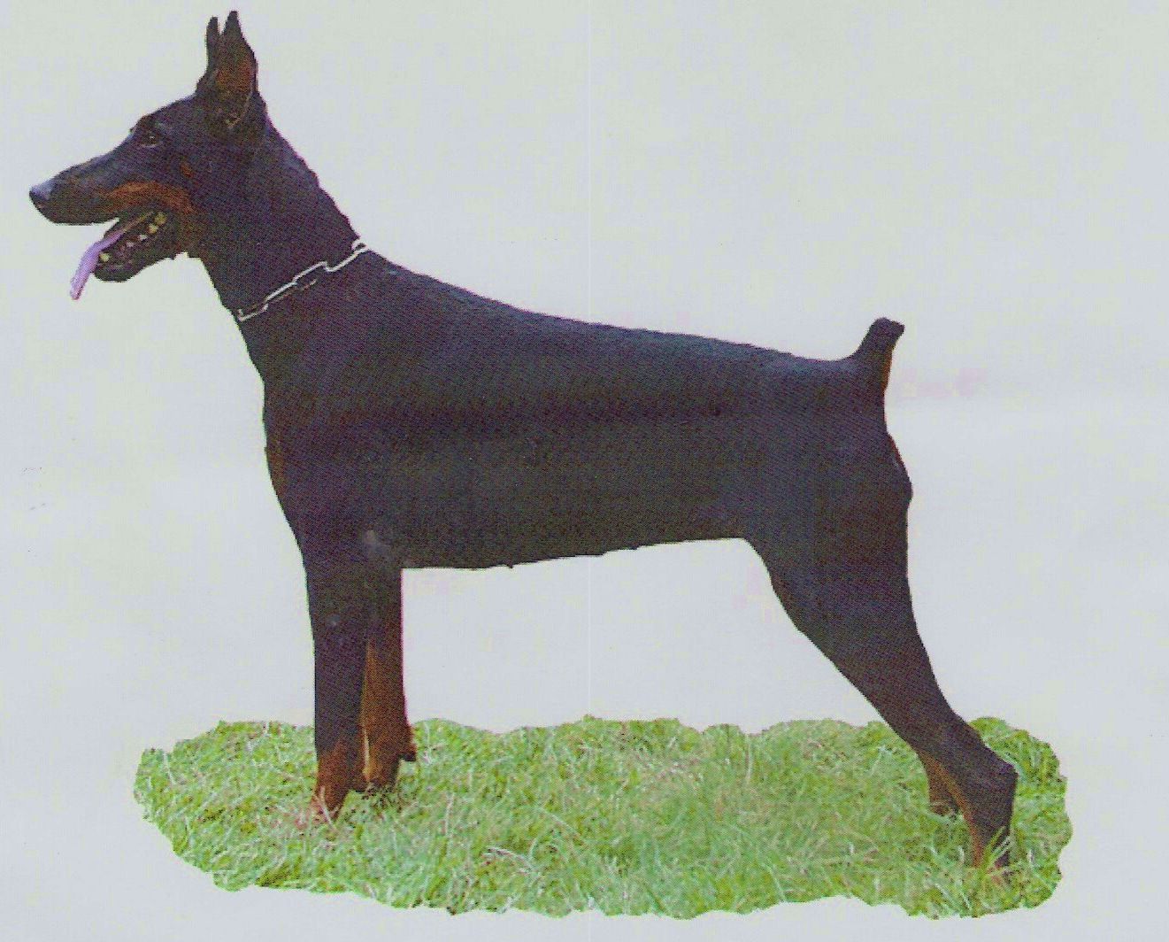Artlees  Bodyguard z Fialky.jpg